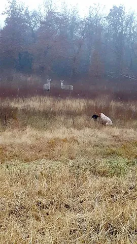 a view of a dry yard with wooden fence