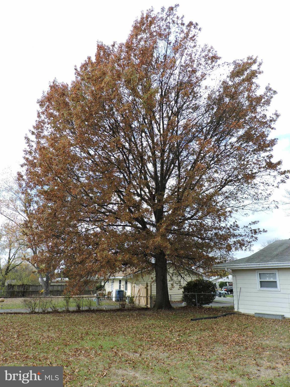 606 Poplar Road Sterling, VA 20164 - Photo 20 of 24 Beautiful Tree in Back Yard