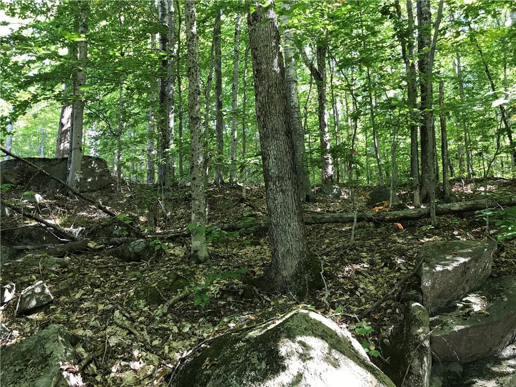 Variety of hardwoods on the lot