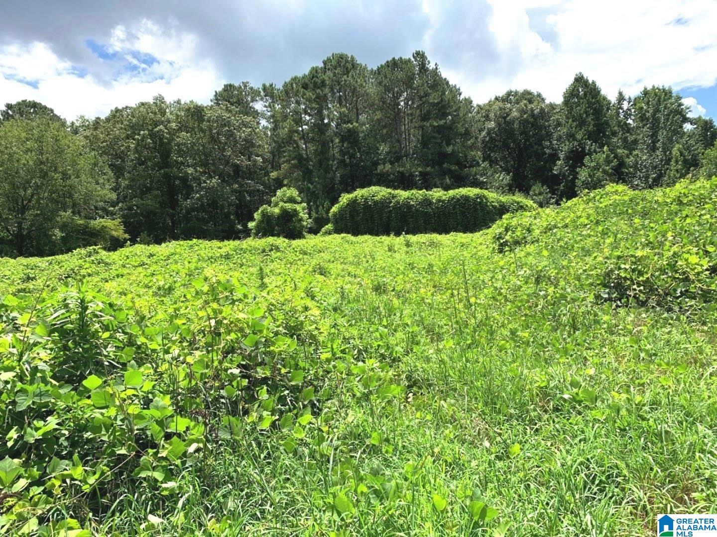 16756 Highway 78, Unit 78 ACRE Fruithurst, AL 36262 - Photo 4 of 6