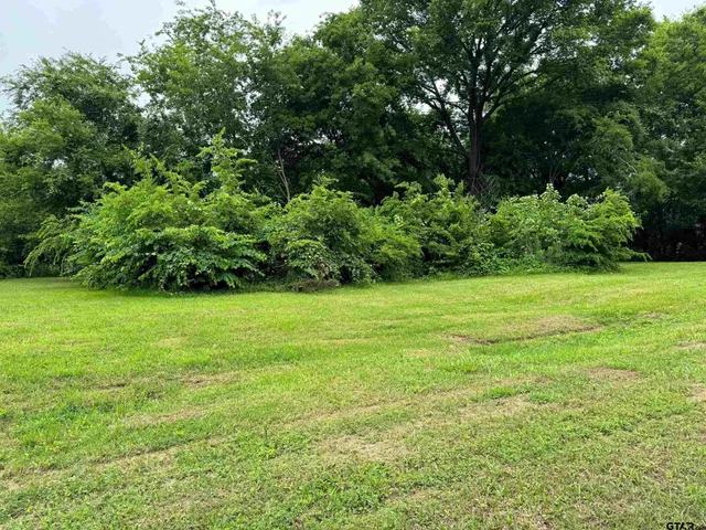 a view of a garden with a tree