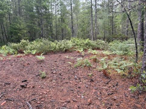 Lone Mountain Road, Unit 1300 Cave Junction, OR 97523 - Photo 7 of 15 a view of a forest that has large trees