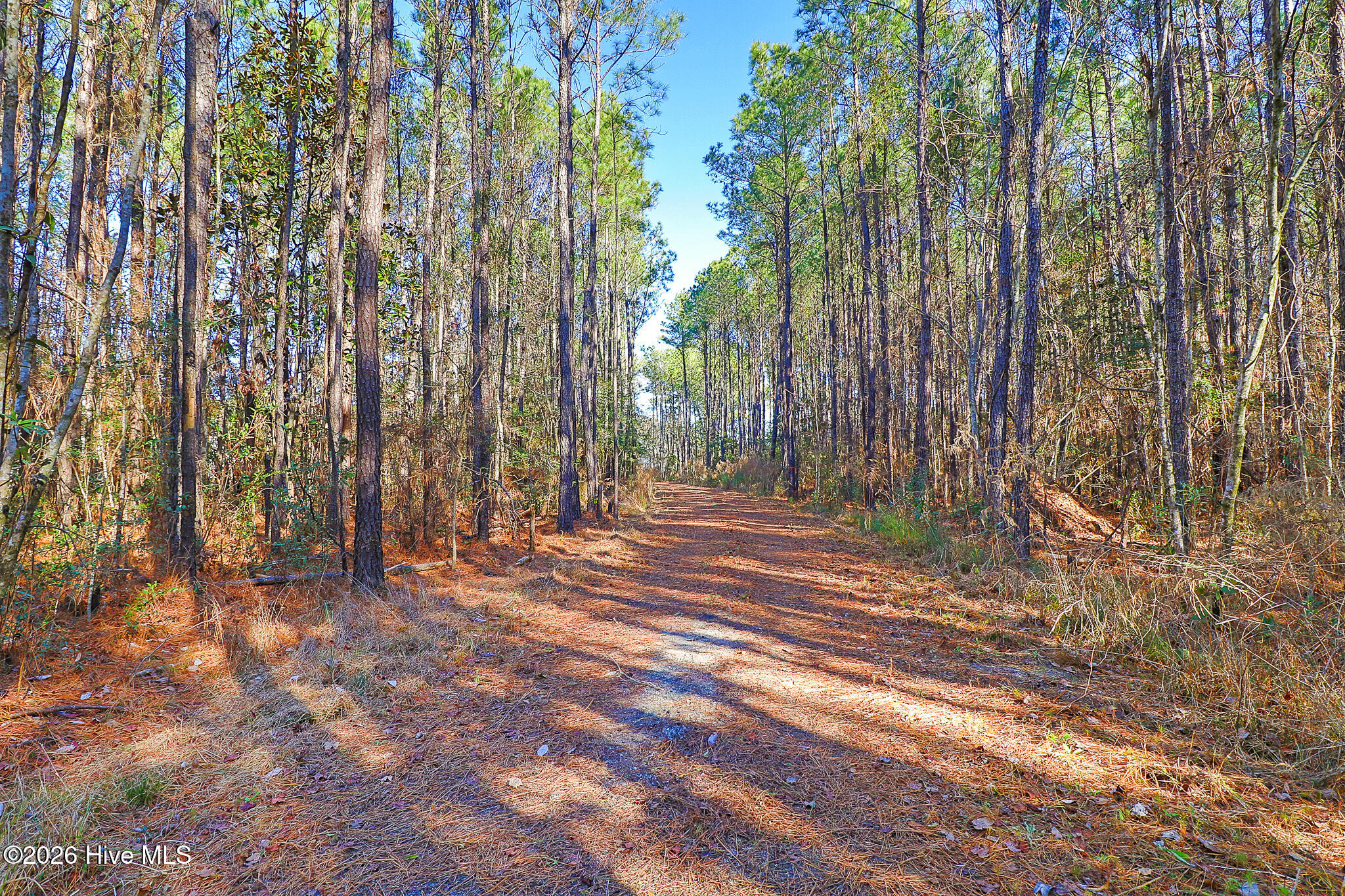 1555 Country Club Road Morehead City, NC 28557 - Photo 21 of 24 Partially Cleared Lot