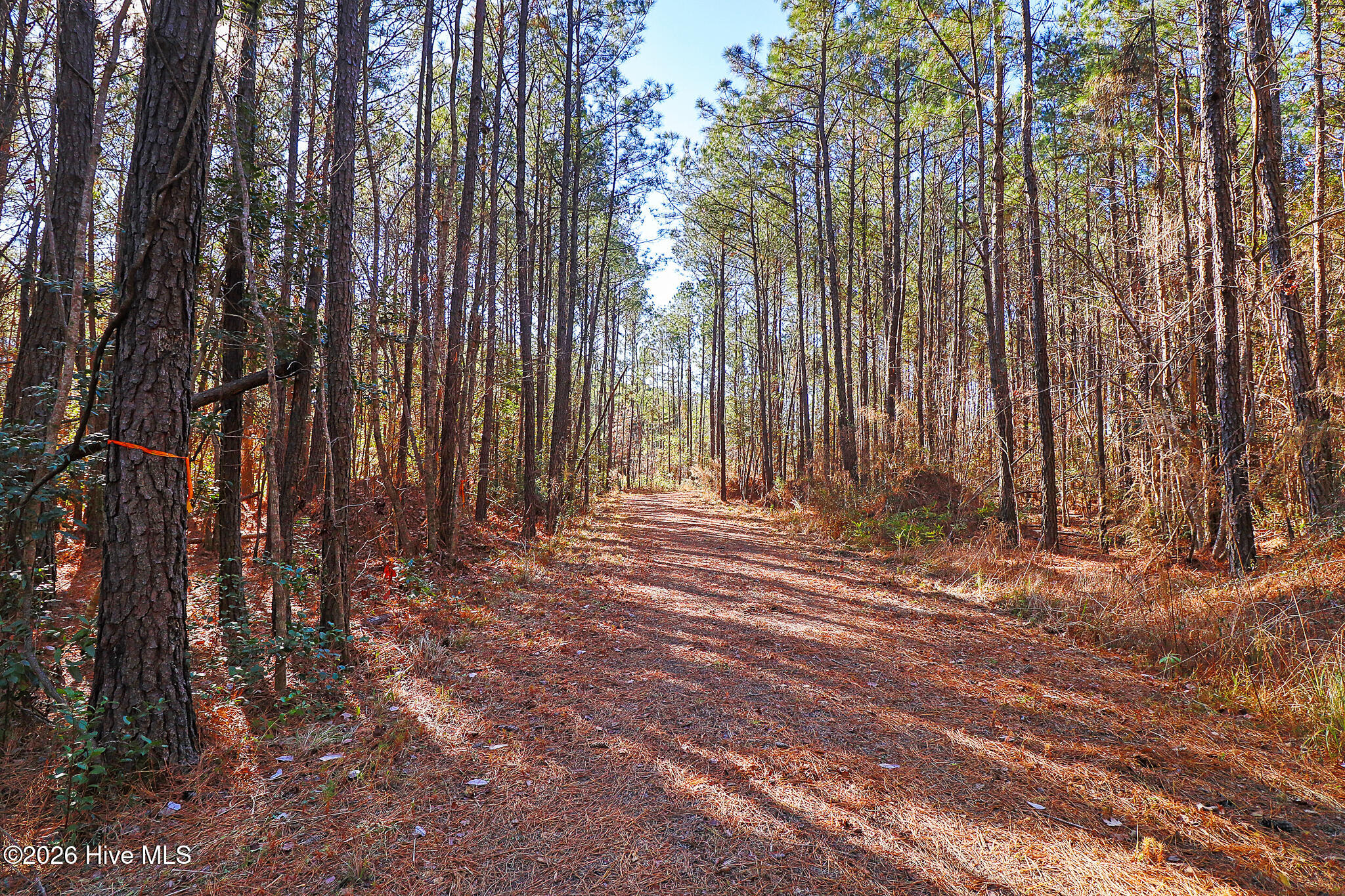 1555 Country Club Road Morehead City, NC 28557 - Photo 22 of 24 Partially Cleared Lot