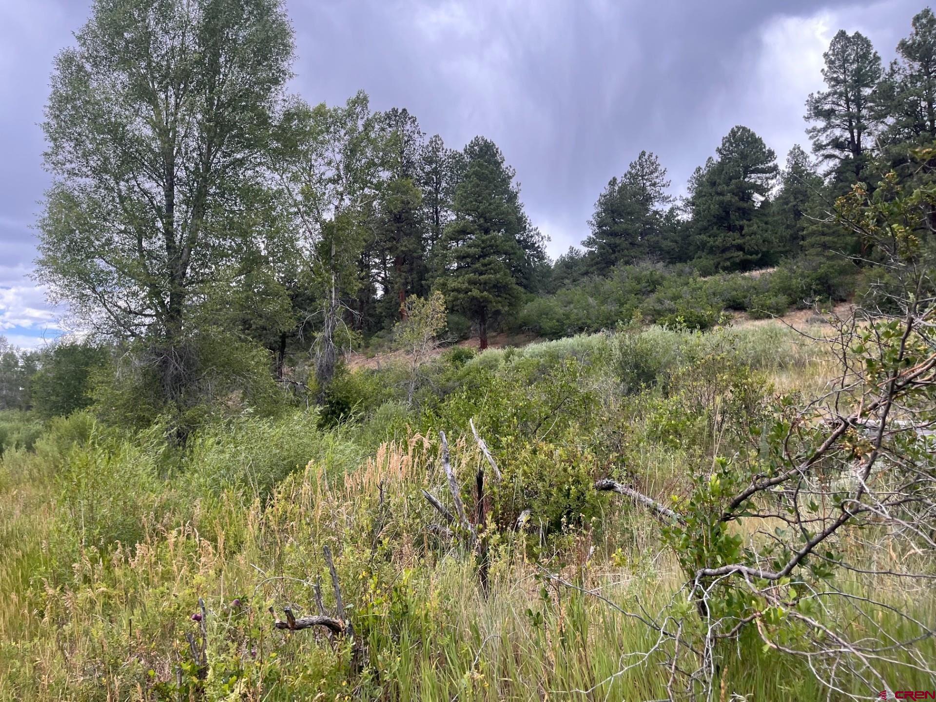 3230 Bear Creek Road Bayfield, CO 81122 - Photo 15 of 17 a view of a lush green forest with large trees