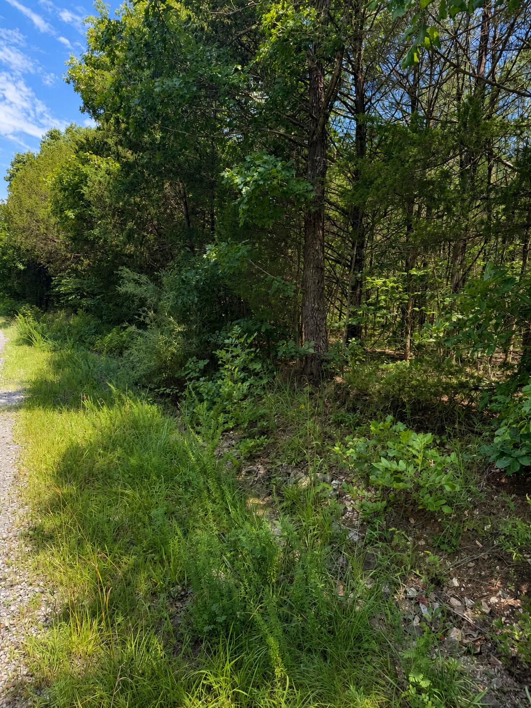 0 Falling Rock Road Elkland, MO 65644 - Photo 2 of 3 E4E5504E-0EA5-4DE0-9486-817DE88BBA68 (1)