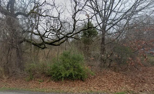 a view of a forest with lots of trees