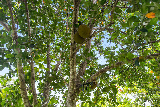 5516 Colbright Road Lake Worth, FL 33467 - Photo 35 of 40 Jackfruit tree