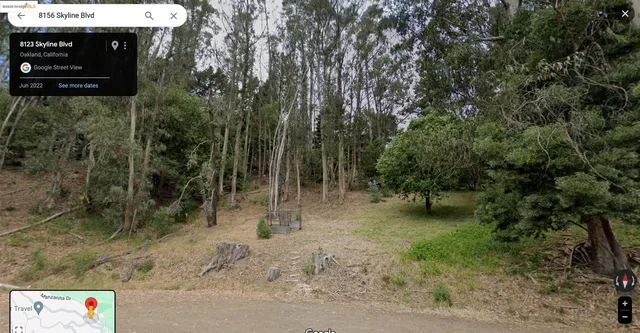 a view of a forest that has a tree