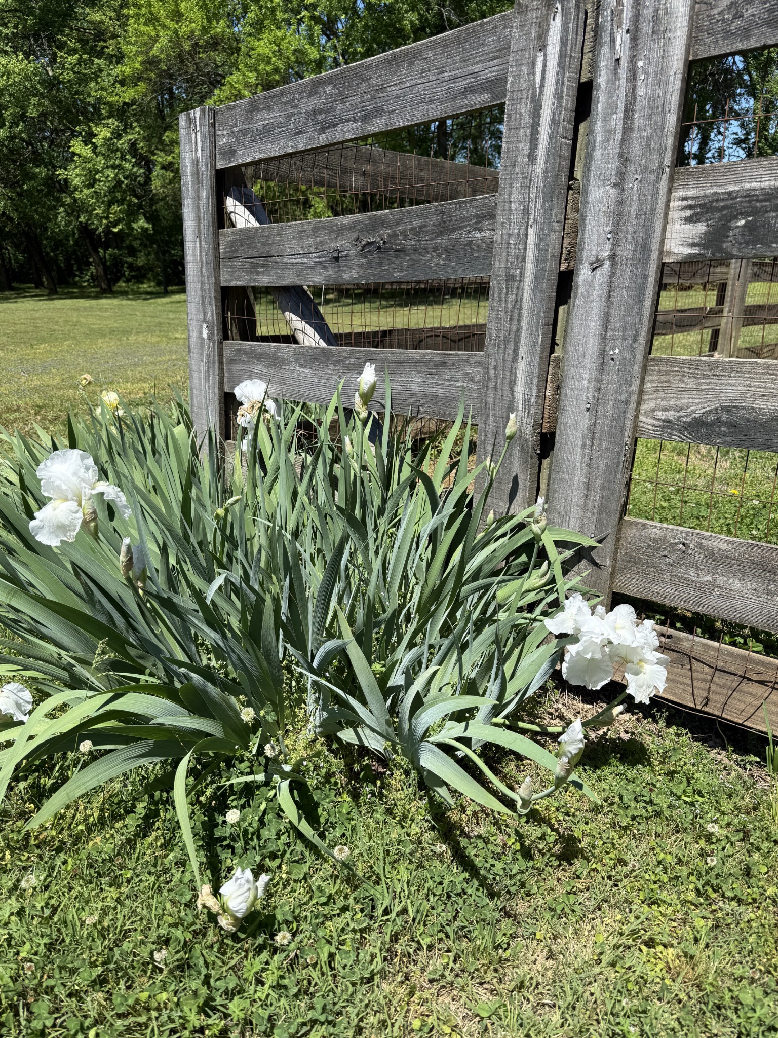 2118 Sue Lane Spring Hill, TN 37174 - Photo 8 of 14