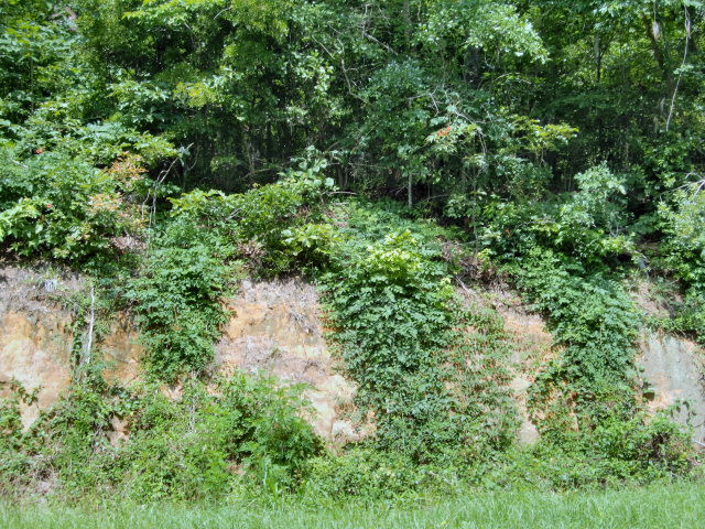 2345 North Brewington Road Manning, SC 29102 - Photo 1 of 1 Gallery Image 1