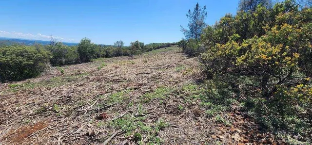 a view of a dry yard with trees in the background