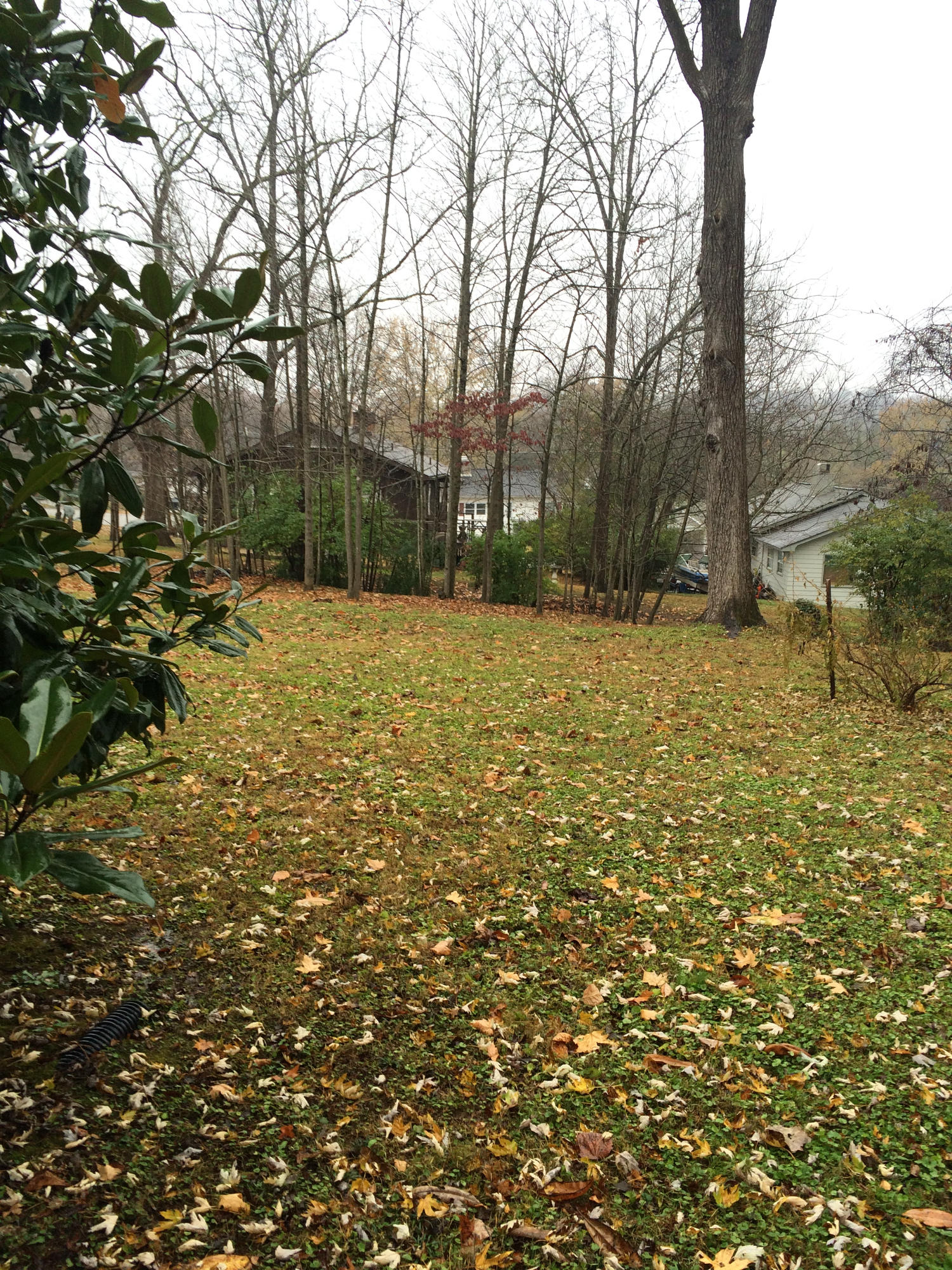 110 Verbena Road Oak Ridge, TN 37830 - Photo 26 of 28 Large Backyard