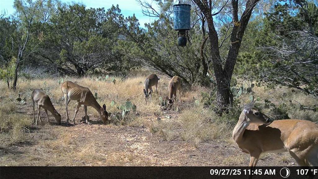 Tbd Walnut Road Robert Lee, TX 76945 - Photo 20 of 28 View of undeveloped land