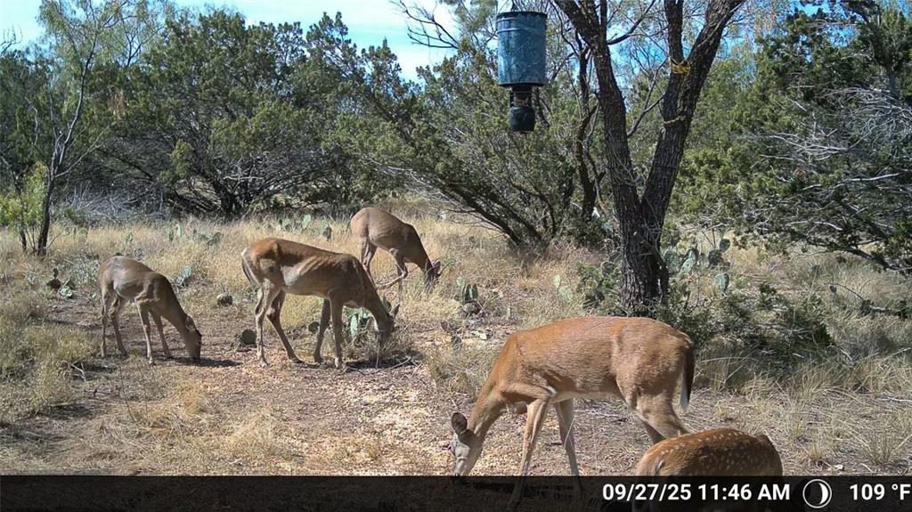 Tbd Walnut Road Robert Lee, TX 76945 - Photo 21 of 28 View of stable
