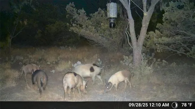 $1,576,800 | Tbd Walnut Road, Robert Lee, TX 76945