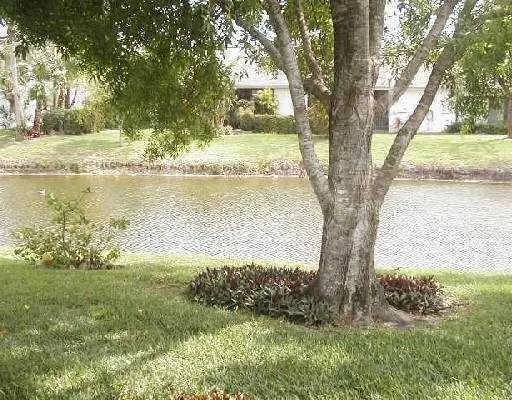 a view of a yard with a large tree