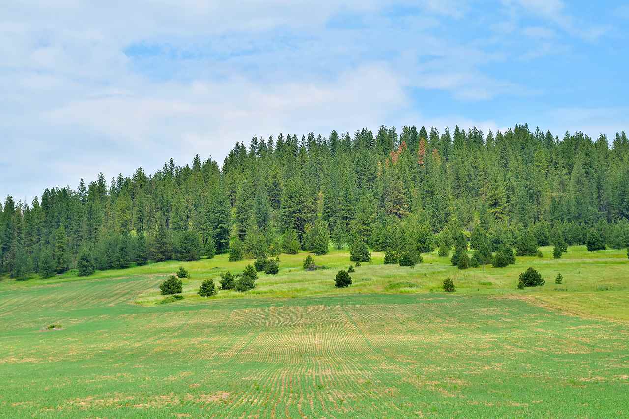Lot H Big Meadows Road Chattaroy, WA 99003 - Photo 16 of 20