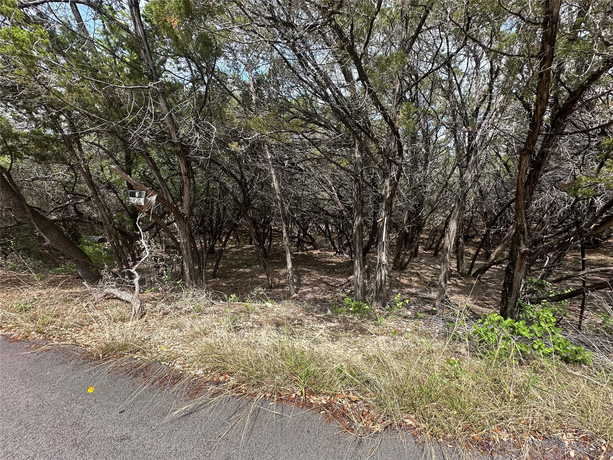 a view of a yard with plants and trees