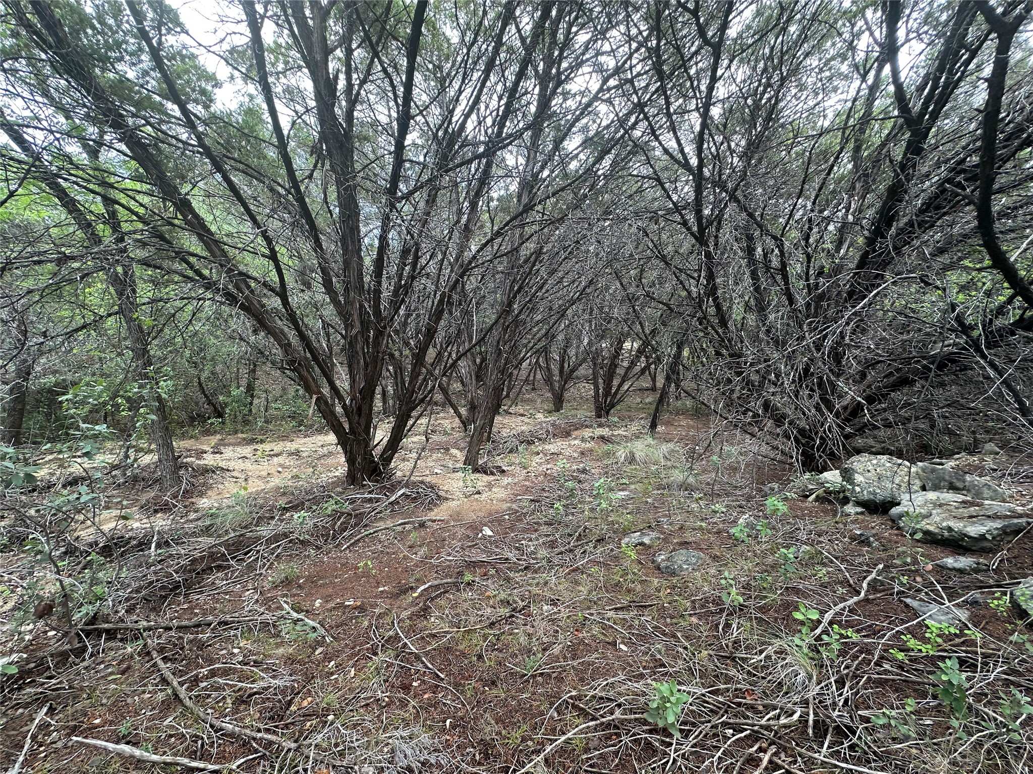 8300 Chestnut Cove Leander, TX 78645 - Photo 3 of 10 a view of outdoor space and trees