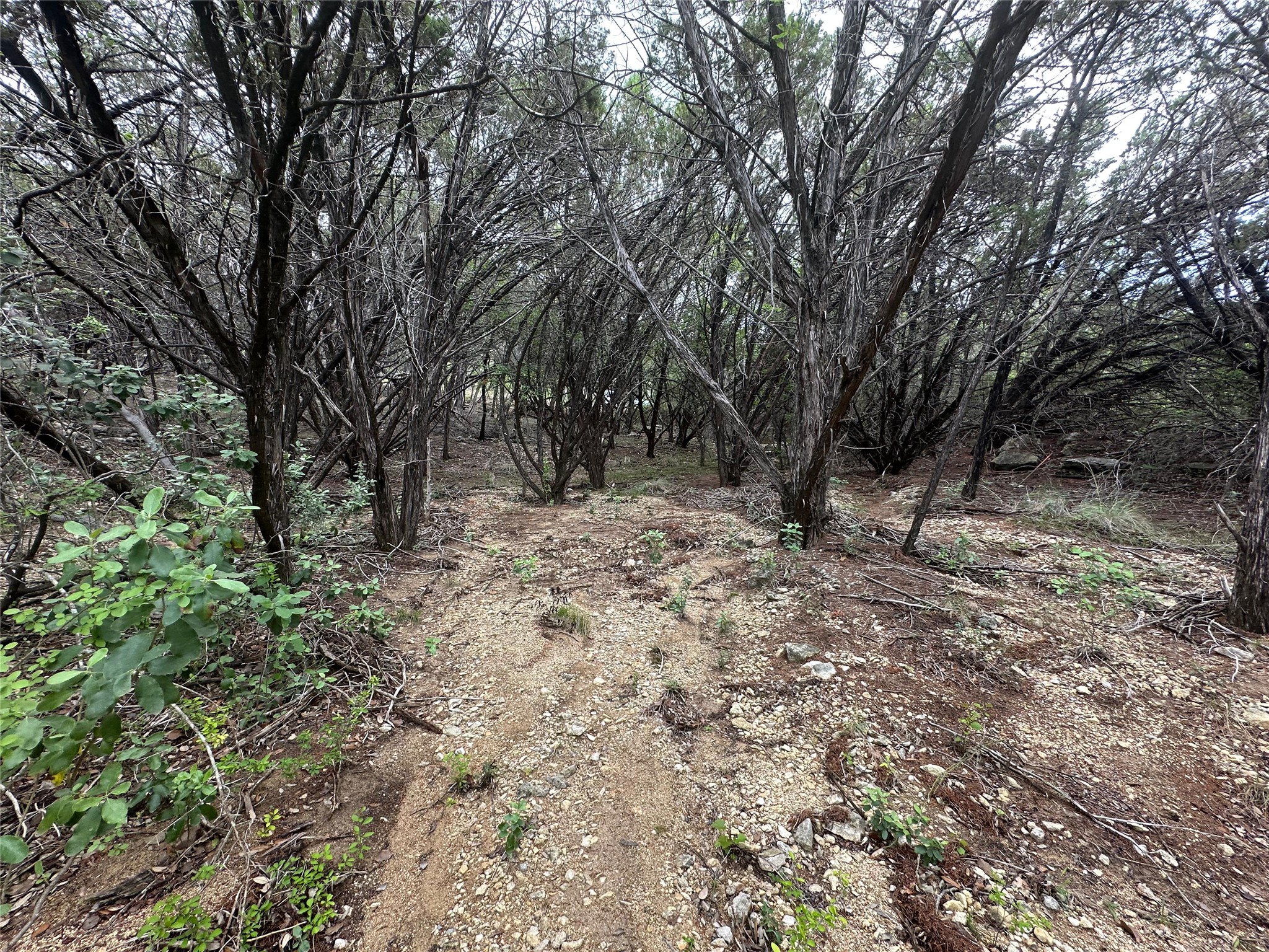 8300 Chestnut Cove Leander, TX 78645 - Photo 4 of 10 a view of outdoor space and trees