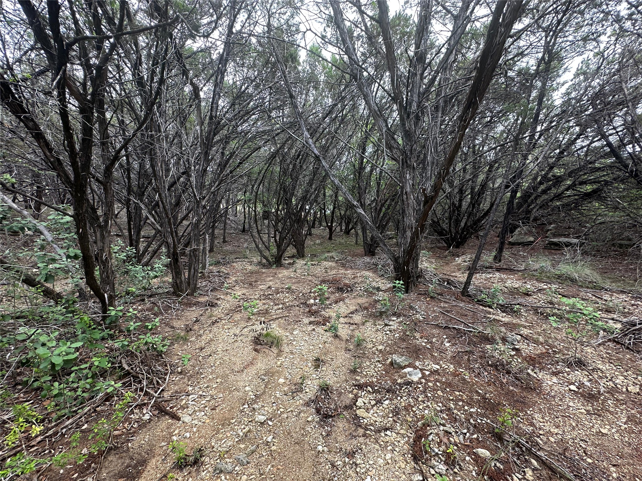 8300 Chestnut Cove Leander, TX 78645 - Photo 6 of 10 a view of outdoor space and trees