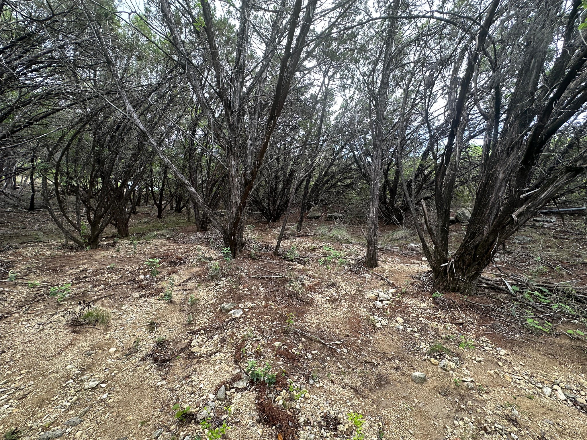 8300 Chestnut Cove Leander, TX 78645 - Photo 7 of 10 a view of some trees in the forest