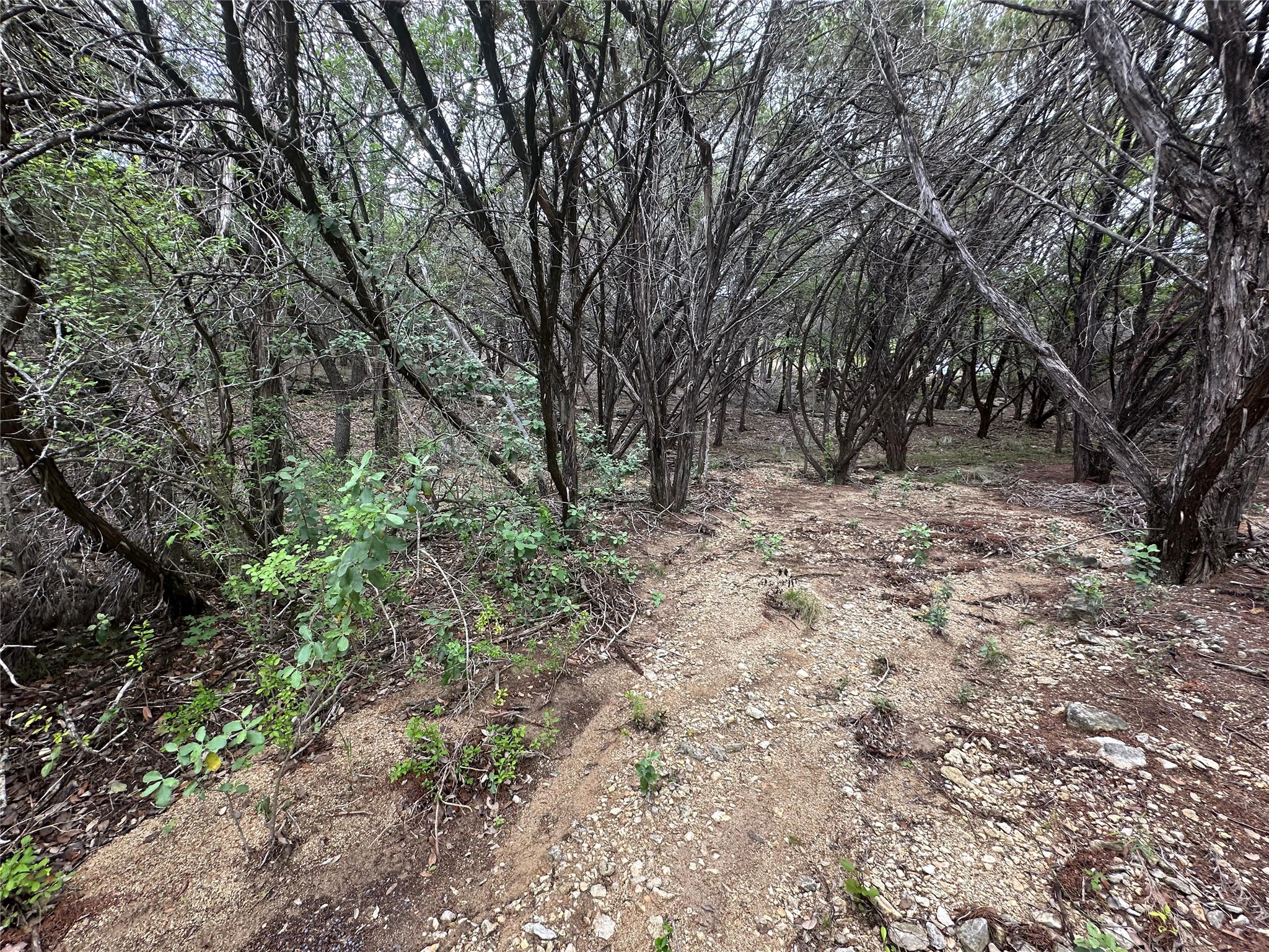 8300 Chestnut Cove Leander, TX 78645 - Photo 8 of 10 a view of a yard with plants and trees