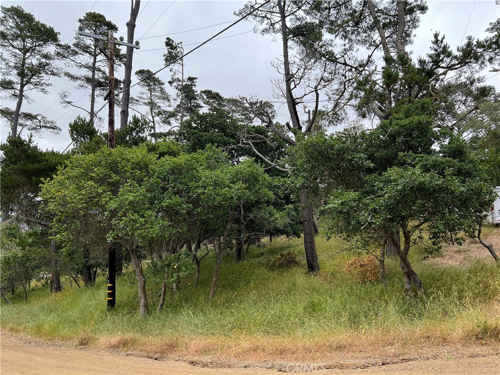 0 Norton Lane Cambria, CA 93428 - Photo 12 of 12 a view of a yard with plants and a large tree