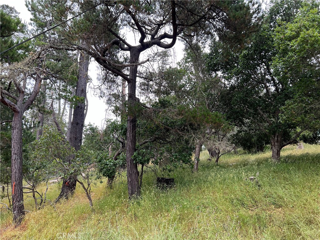 0 Norton Lane Cambria, CA 93428 - Photo 7 of 12 a view of a lush green space