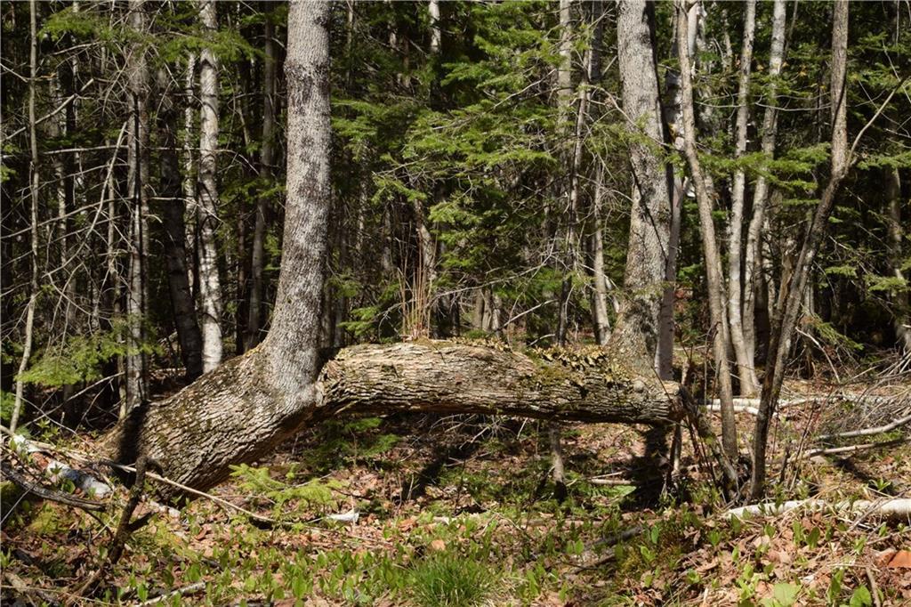 0 Shep Road Springfield, ME 04487 - Photo 15 of 23 Natural bench