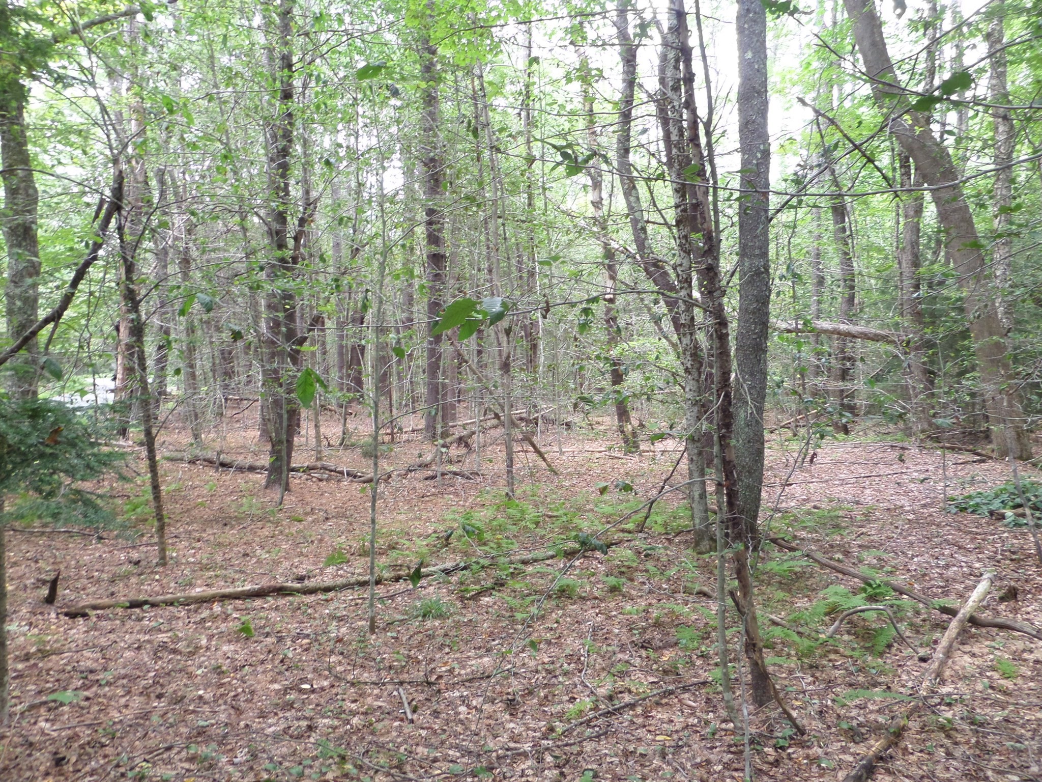 0 Damon Pond Road Chesterfield, MA 01012 - Photo 1 of 7 Gallery Image 1