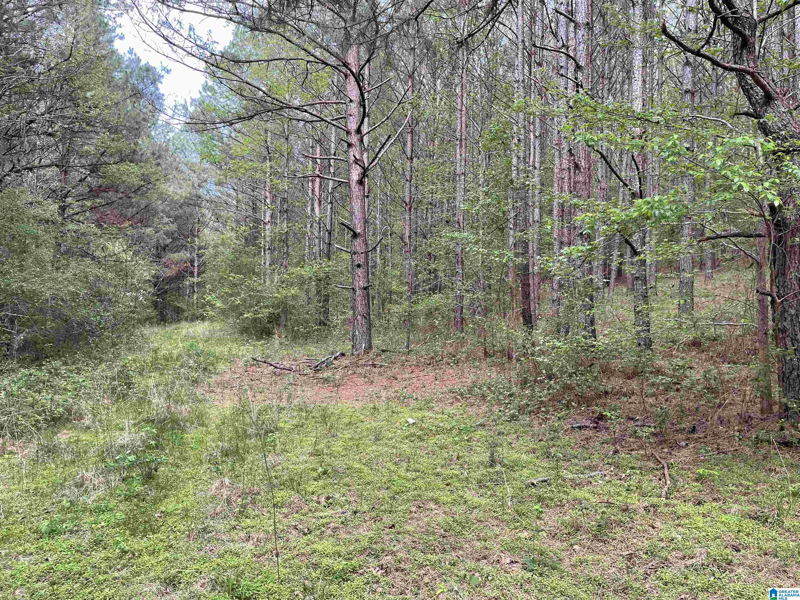 0 Bud Cummings Road, Unit 42 Roanoke, AL 36274 - Photo 4 of 5