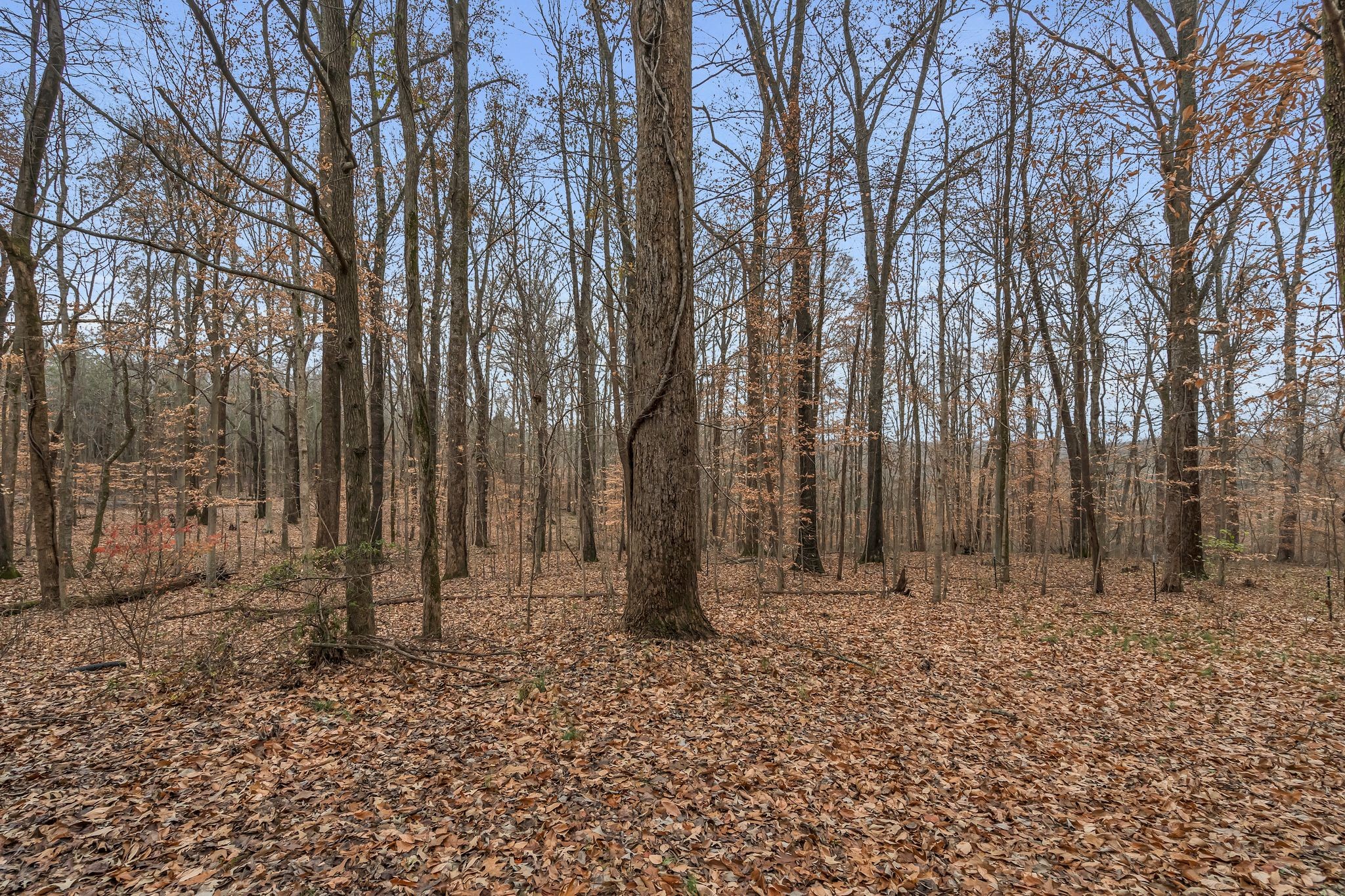 3625 Sweethome Road Ashland City, TN 37015 - Photo 41 of 44 Gallery Image 41