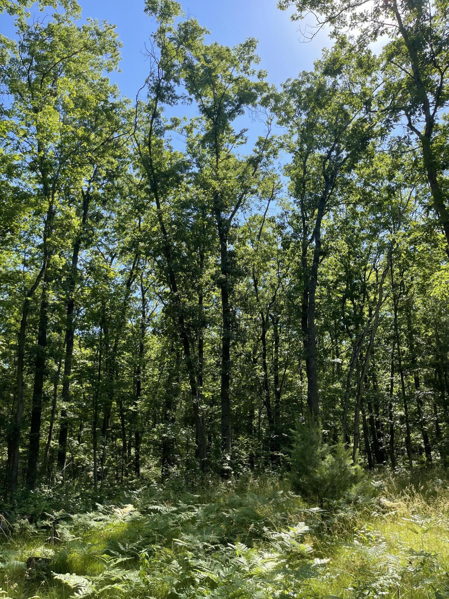 0 South Baker Road Wellston, MI 49689 - Photo 5 of 8 26F20744-708B-4CEF-BD39-558F48C5BC5A