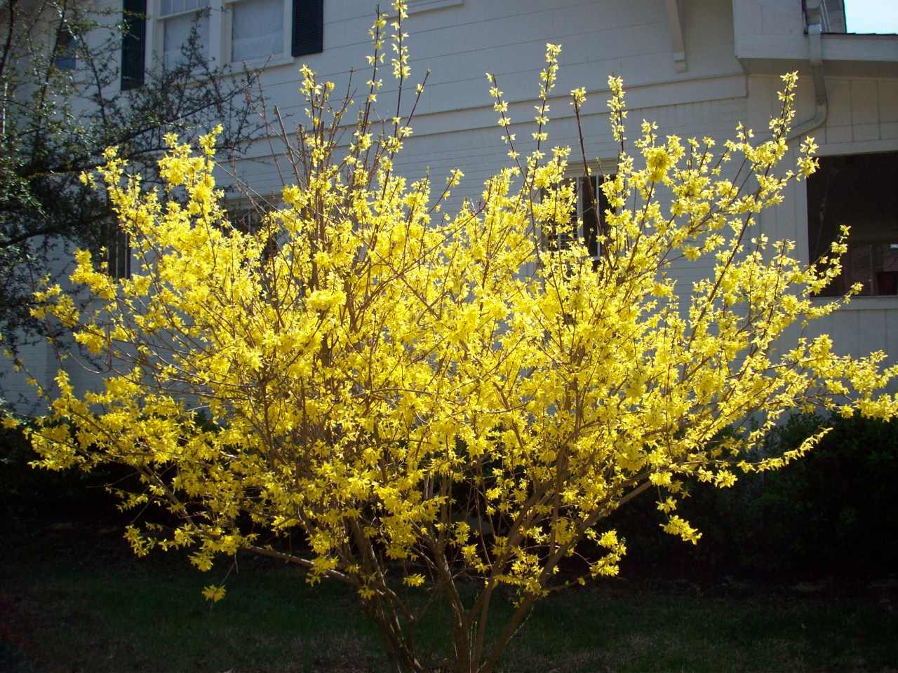 1901 Carter Road Southwest Roanoke, VA 24015 - Photo 14 of 15 mature shrubs