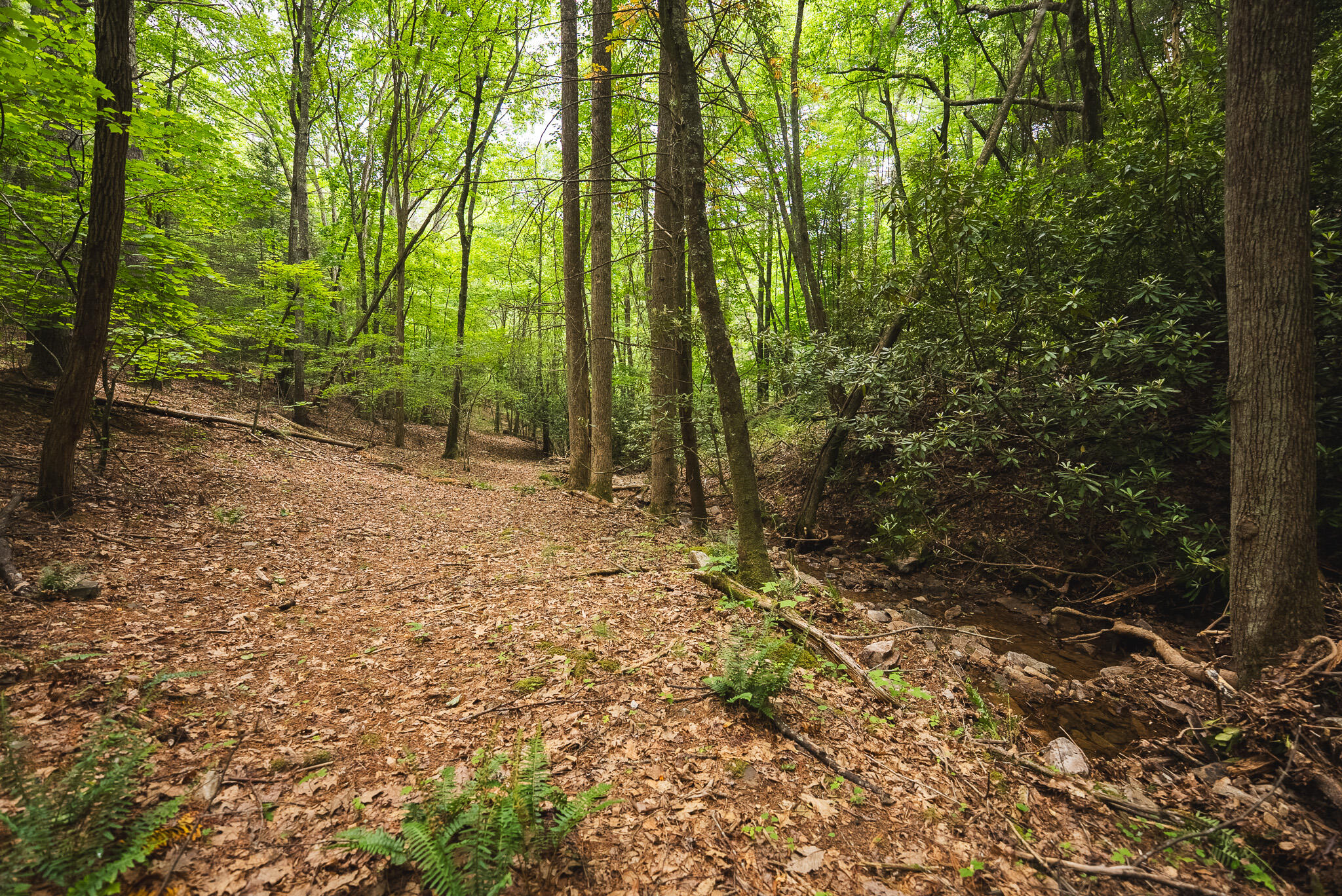 Tbd Macks Mountain Road Northwest Indian Valley, VA 24105 - Photo 29 of 45 DSC01616