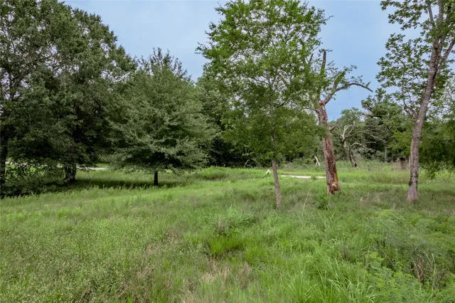 a view of a garden with a tree