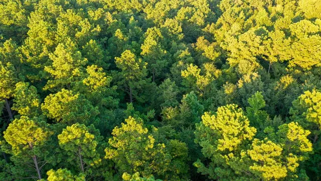 $374,999 | 0 Tbd Highway, Jefferson, TX 75657