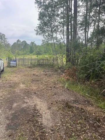 a view of a park with a large trees