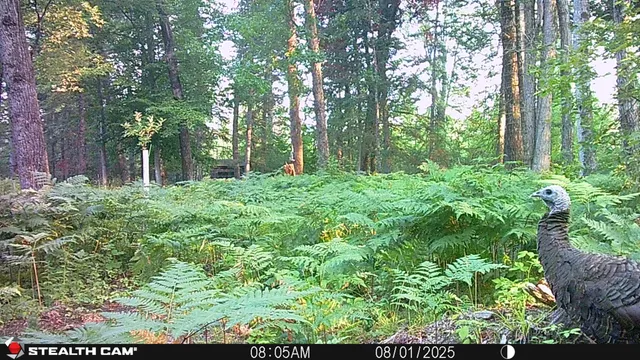 $179,000 | 10934 40th Avenue, Evart, MI 49631