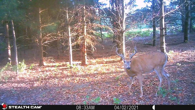 $179,000 | 10934 40th Avenue, Evart, MI 49631