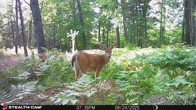 $179,000 | 10934 40th Avenue, Evart, MI 49631