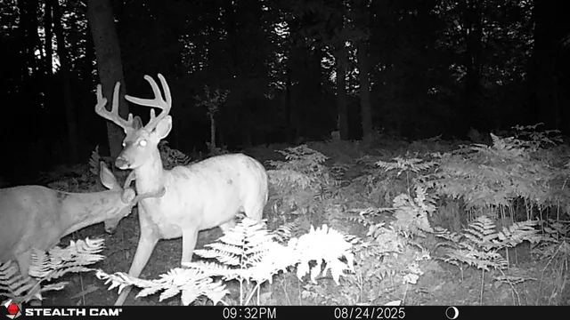 $179,000 | 10934 40th Avenue, Evart, MI 49631