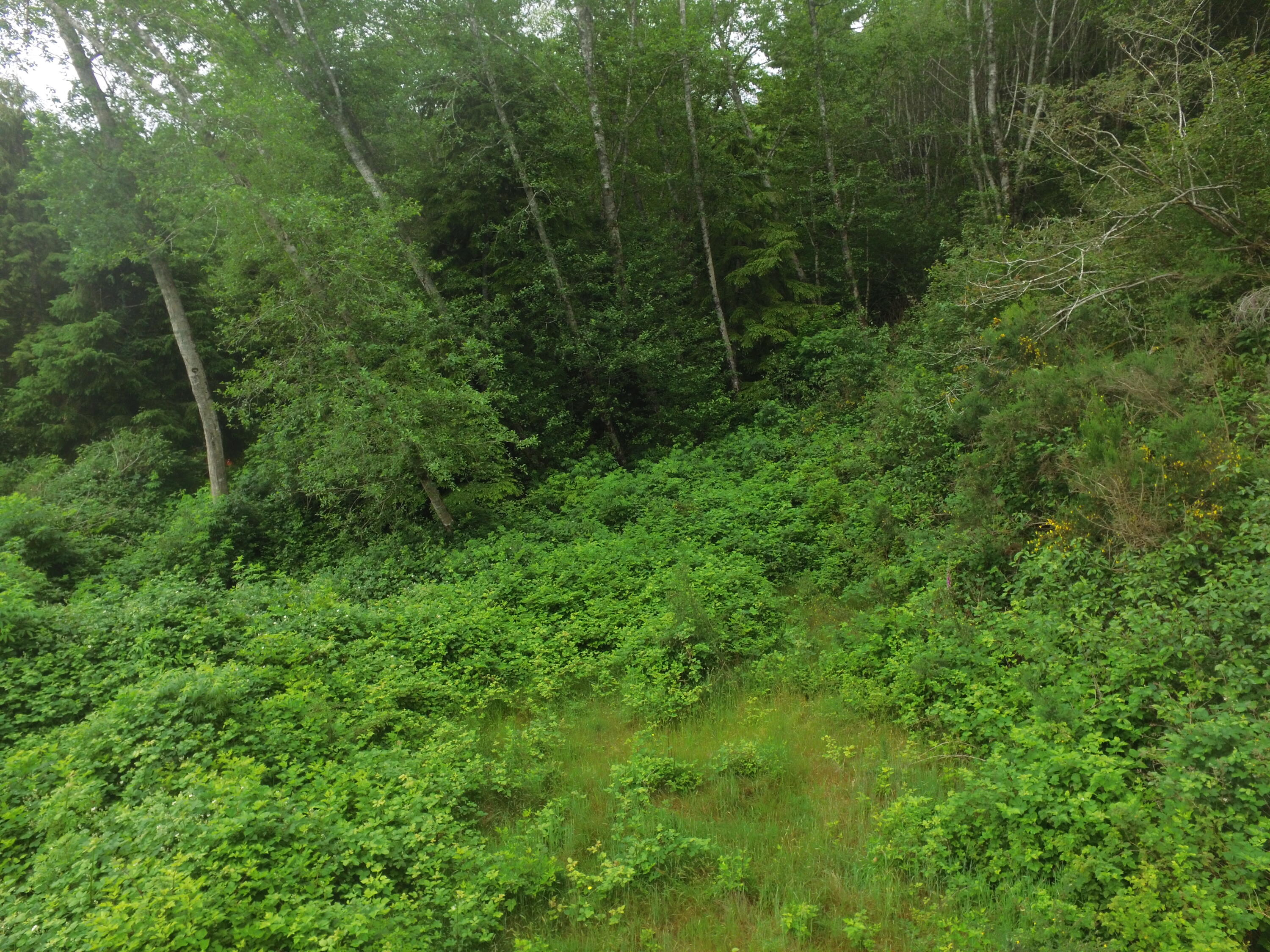 Vl Halverson Lane Garibaldi, OR 97118 - Photo 13 of 19 DJI_0005