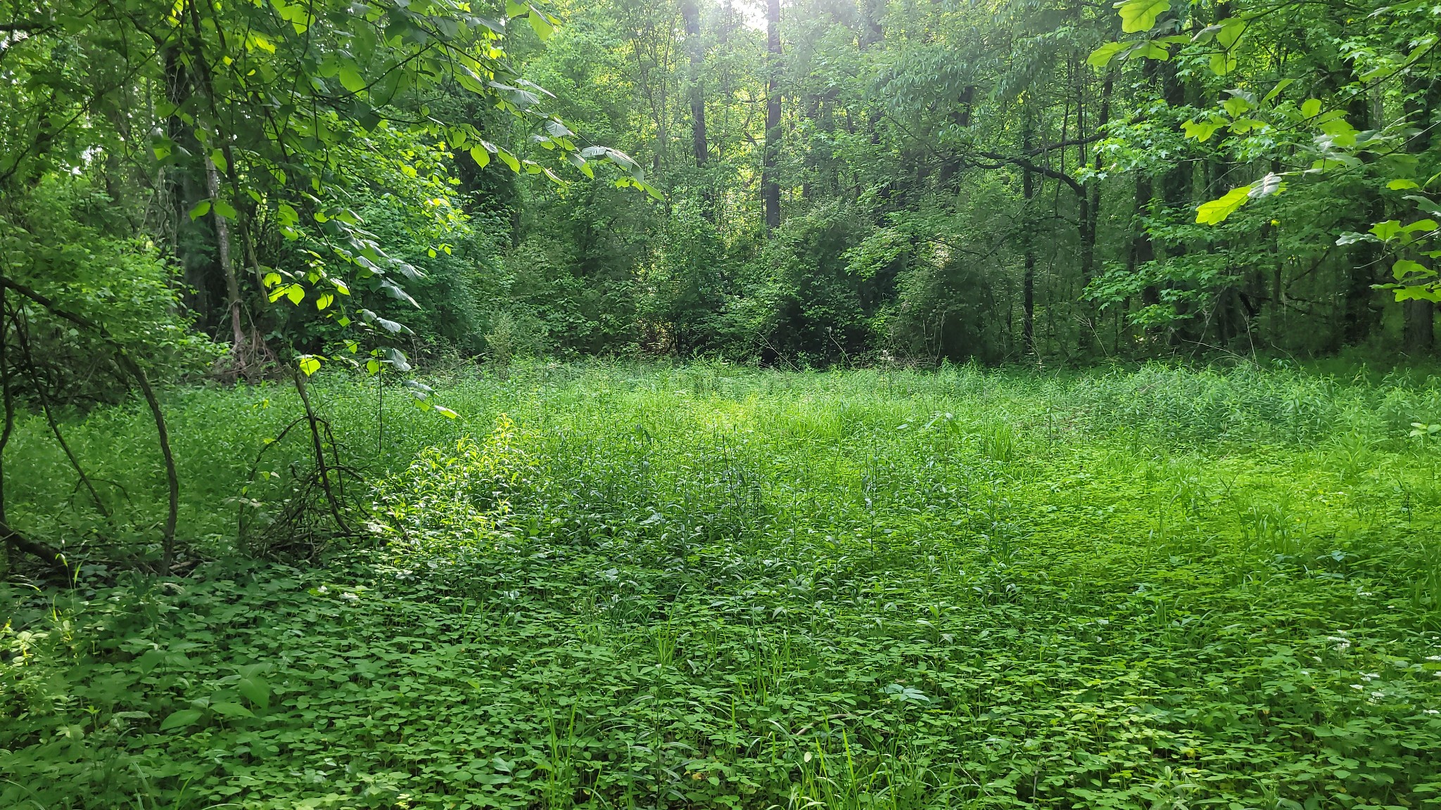 0 Tracy Road Millington, TN 38053 - Photo 15 of 19 Gallery Image 15