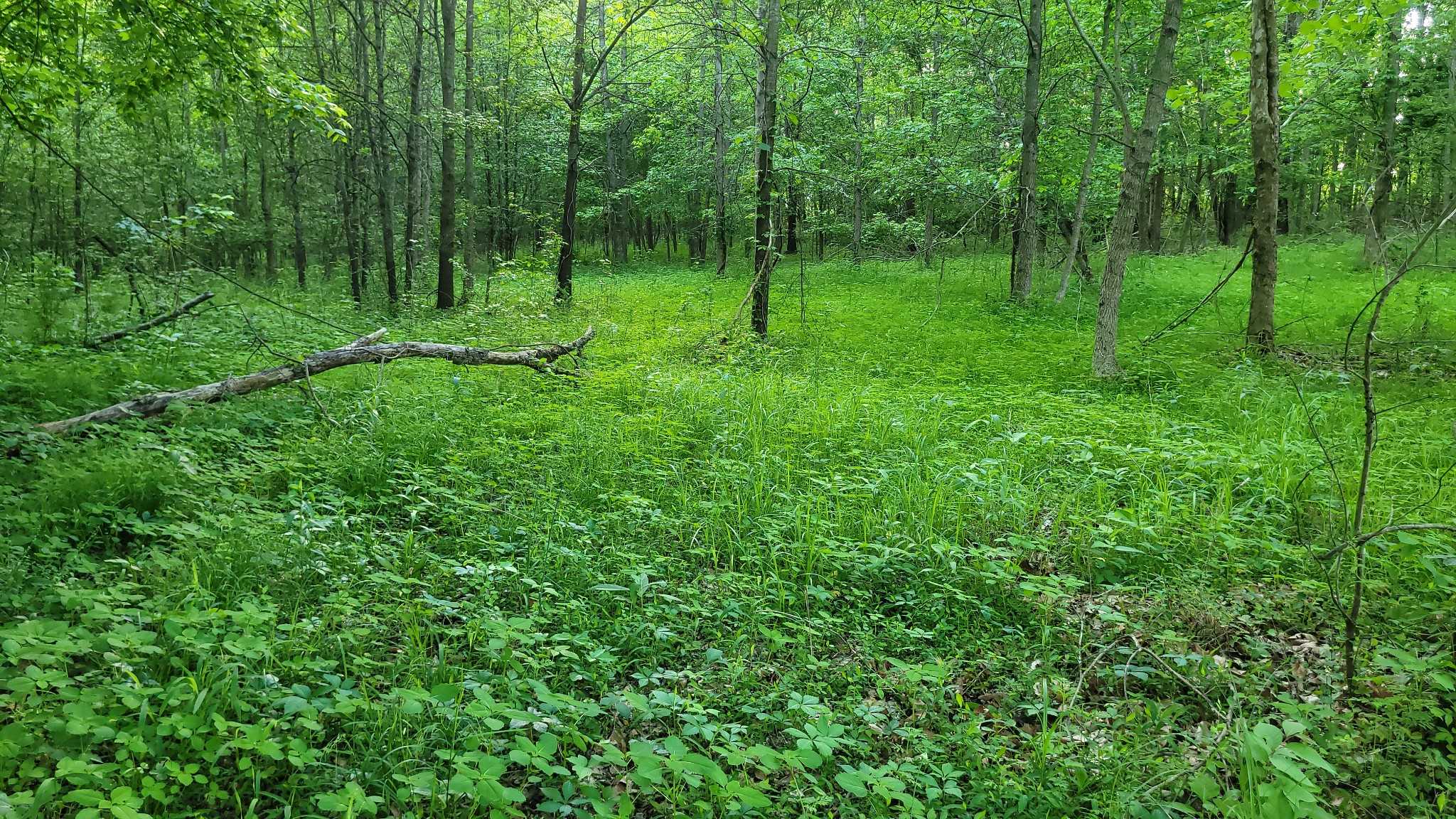 0 Tracy Road Millington, TN 38053 - Photo 17 of 19 Gallery Image 17