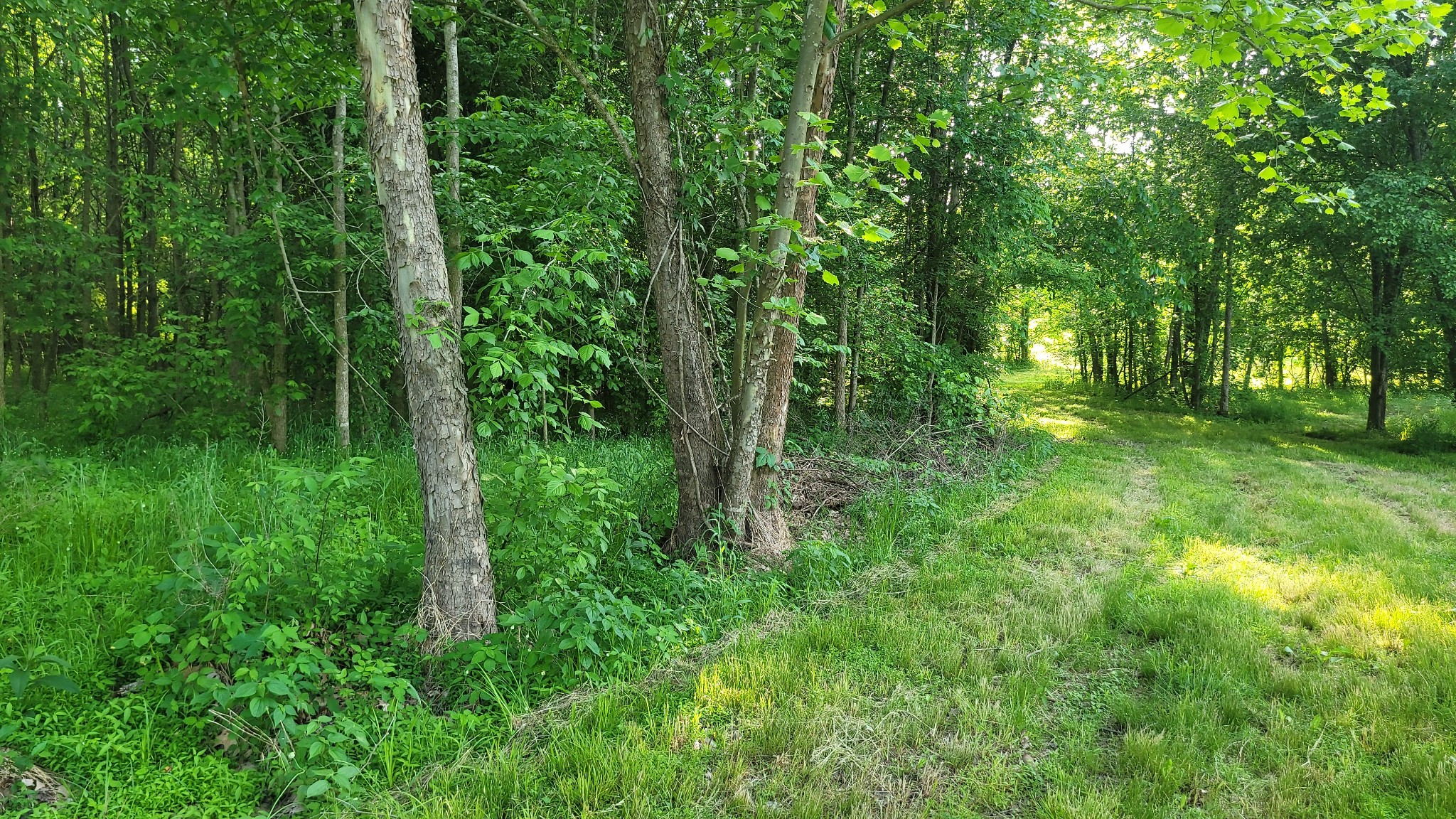 0 Tracy Road Millington, TN 38053 - Photo 9 of 19 Gallery Image 9