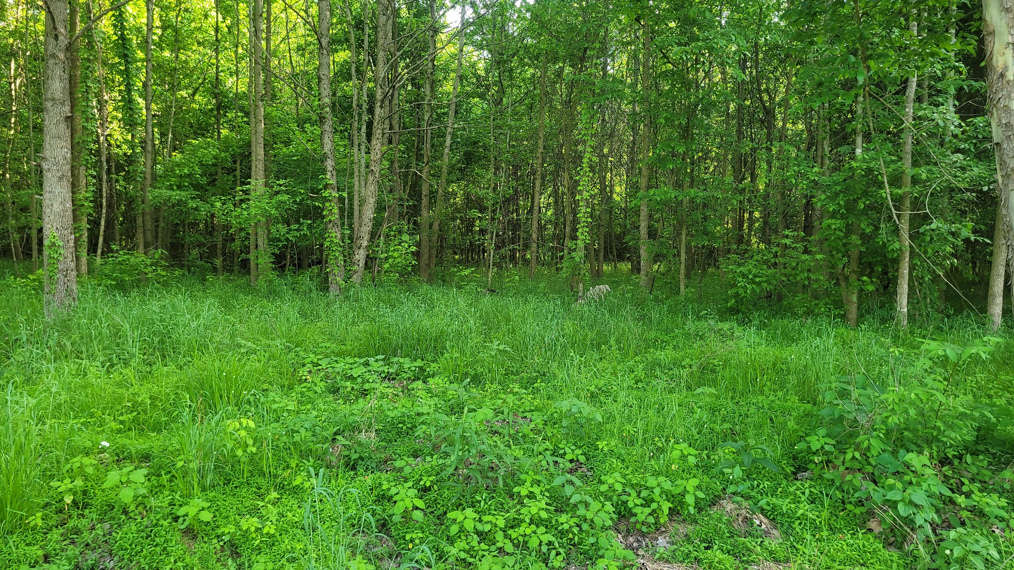 0 Tracy Road Millington, TN 38053 - Photo 10 of 19 Gallery Image 10