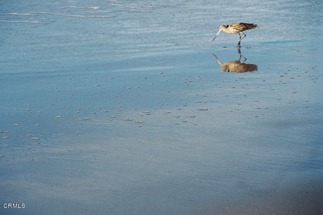 280 Hollywood Boulevard Oxnard, CA 93035 - Photo 32 of 36 Sandpiper Bird